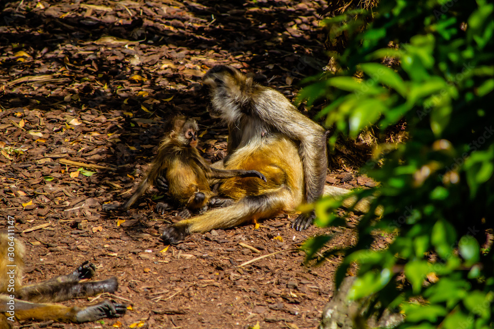 Obraz premium Bolivian squirrel monkey mom and young. Auckland Zoo, Auckland, New Zealand
