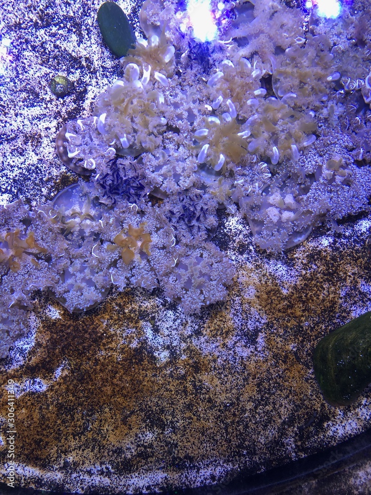 underwater wildlife underwater wildlife