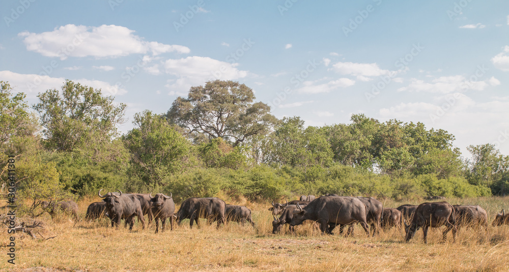 A herd of african buffaloes, Moremi game reserve, Botswana, Africa