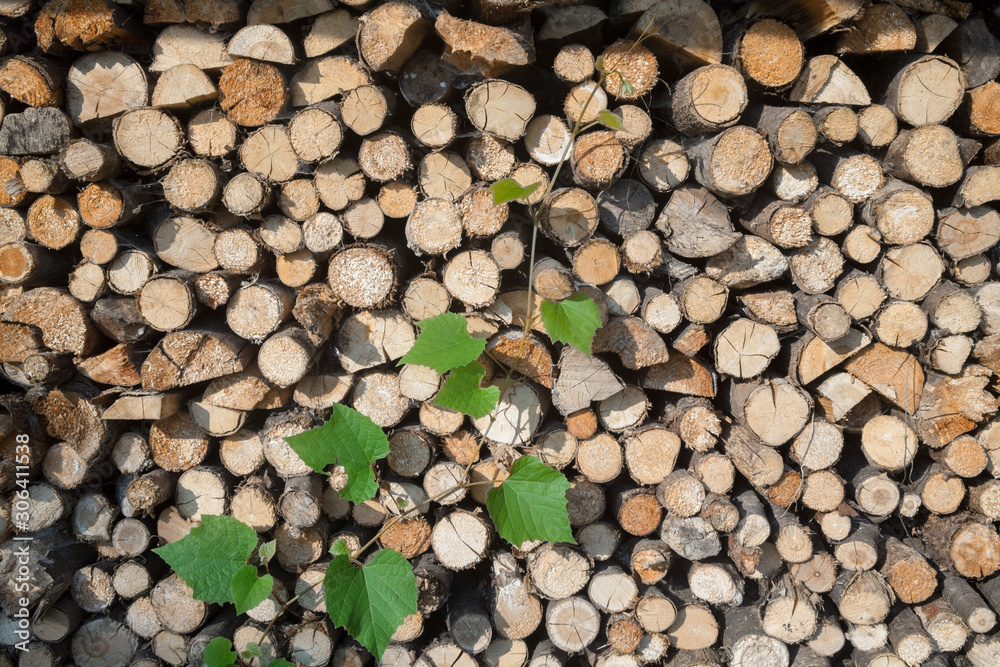 Stack of firewood and grape green vine. Stack of firewood and grape green vine.