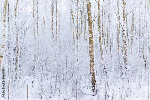 Birkenwald Winter