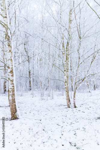 Birkenwald Winter © keliwa1a