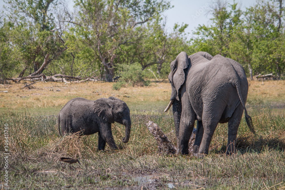 Fototapeta premium Mother elephant with small baby, Moremi game reserve, Botswana, Africa