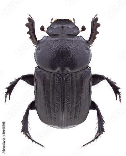 Beetle Onitis damoetas on a white background photo