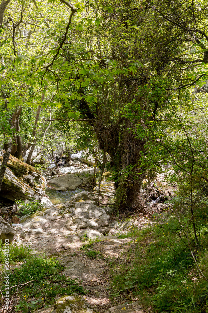 Small mountain river in the forest on a sunny day (Greece, Andros Island, Cyclades). Small mountain river in the forest on a sunny day (Greece, Andros Island, Cyclades).