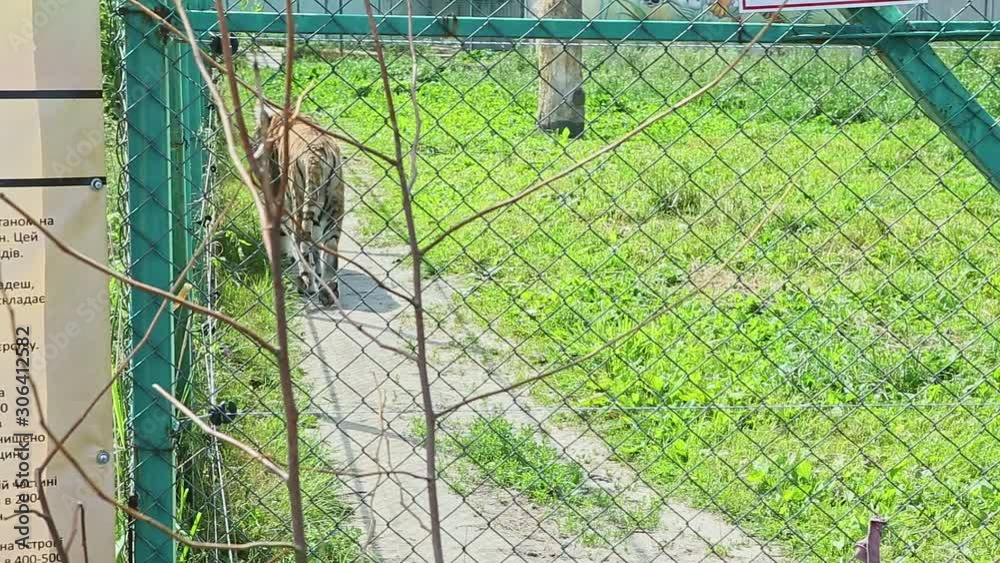 wild big yellow tiger walks in large zoo cage wild big yellow tiger walks in large zoo cage