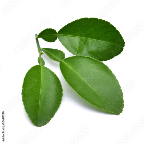 Leaf of bergamot (kaffir lime) isolated on white background.