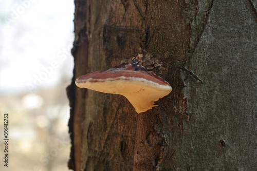 fungus on tree photo