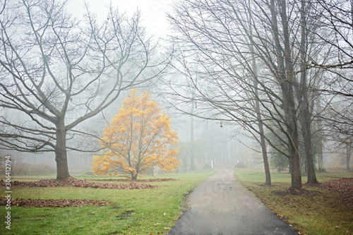Foggy November day in a park