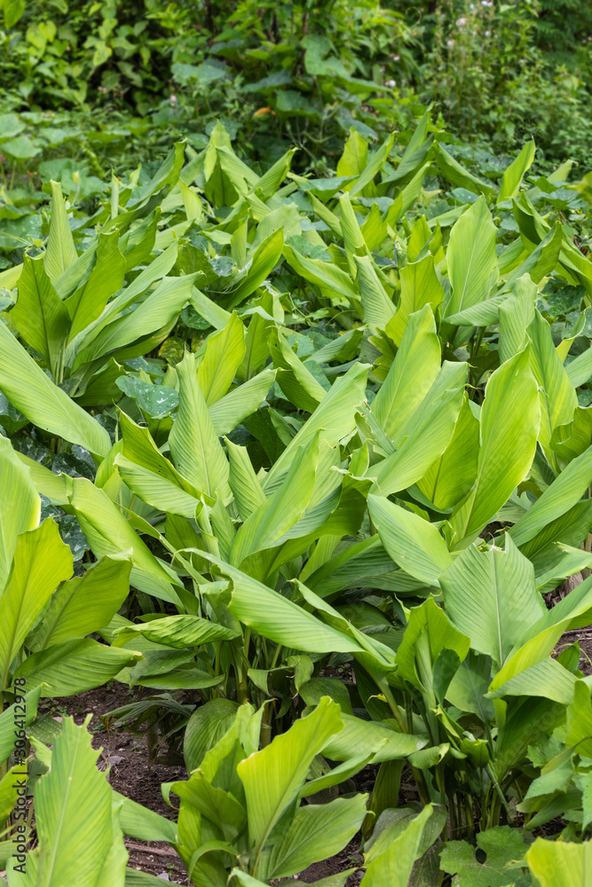 Turmeric Farm,Turmeric is a flowering plant. Turmeric Farm,Turmeric is a flowering plant.