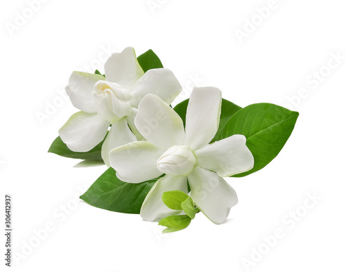 White Gardenia flower or Cape Jasmine (Gardenia jasminoides), isolated on a white background
