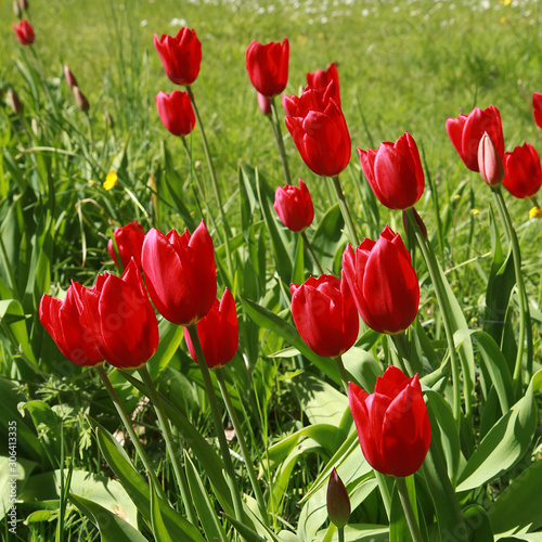 Tulipes rouges dans une pelouse au printemps #306413335