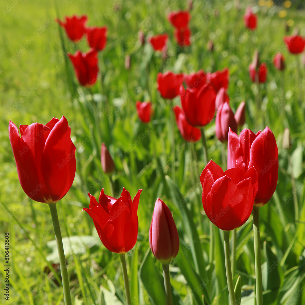 Fototapeta premium Tulipes rouges dans une pelouse au printemps