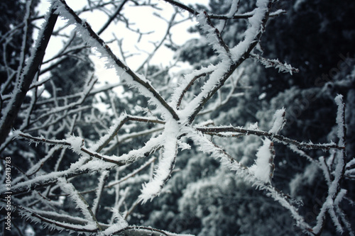 winter landscape. tree branch in hoarfrost