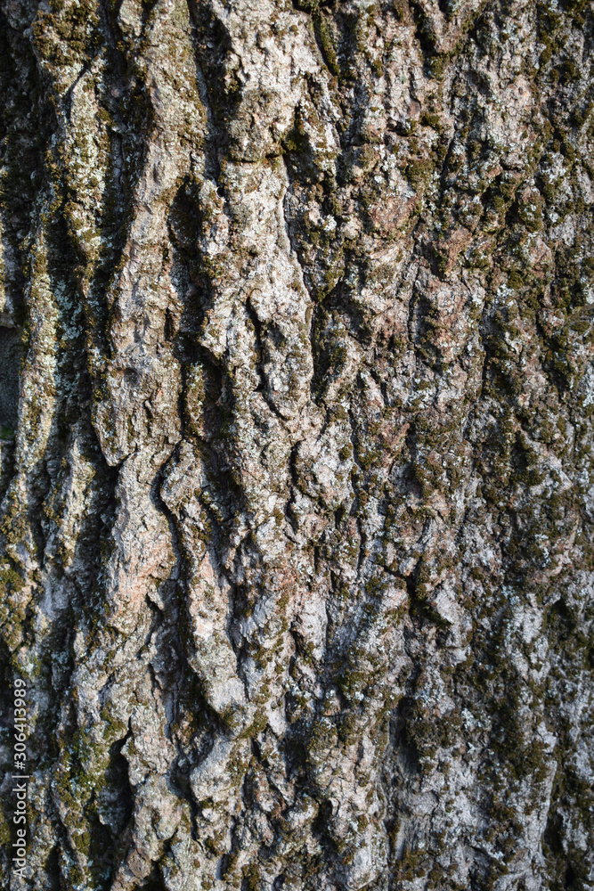 Fototapeta premium Bark tree background
