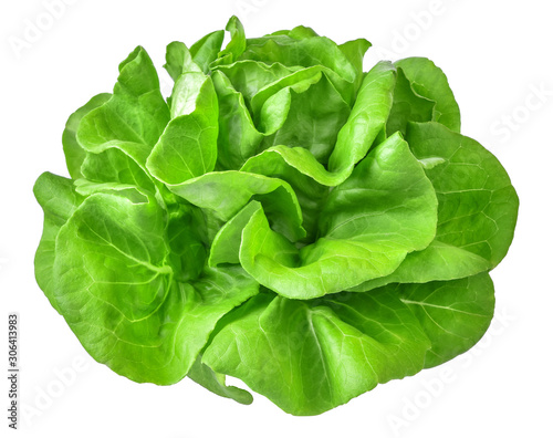 Green butterhead lettuce vegetable salad isolated on white background