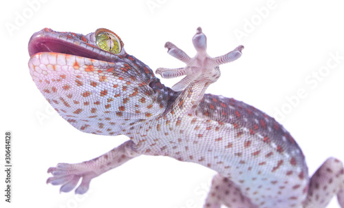 Gecko leg, Fingers  Gecko Close up on glass isolated on isolated on white background