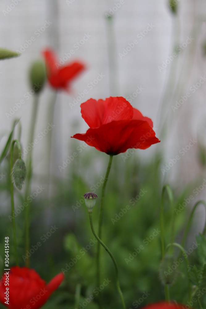 Obraz premium red poppies in a field