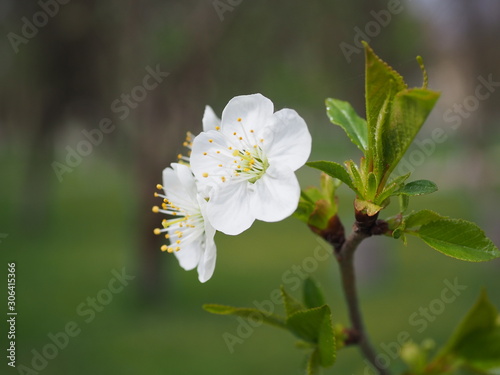 white flowers of a tree