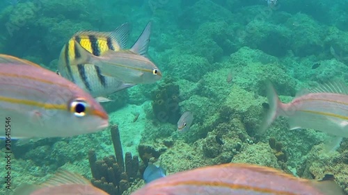 Fish school of  Yellowtail snapper (Ocyurus chrysurus) and sergeant major or píntano (Abudefduf saxatilis) photo