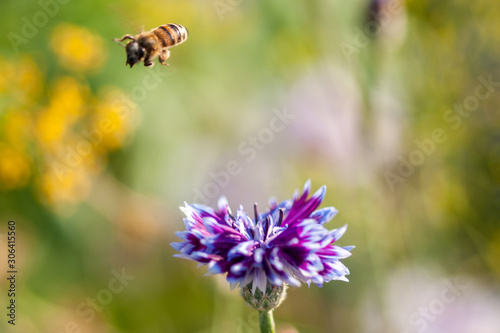 A bee collects honey from the flowers of a cornflower. Selective focus