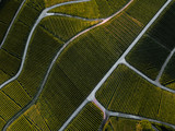 Top down aerial view of a green summer vineyard at sunset in Rammersweier,Offenburg,Germany