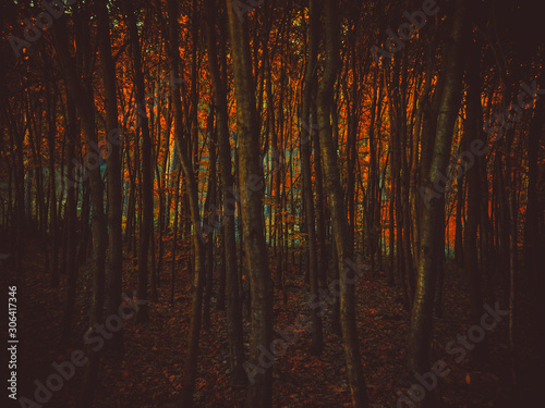 red autumn forest background