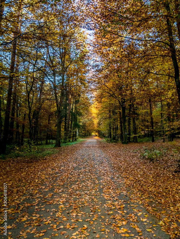 Fototapeta premium road in autumn forest
