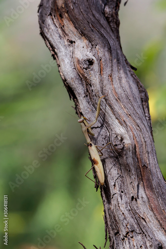 Female praying mantis (Mantis religiosa) sitting on a tree close-up