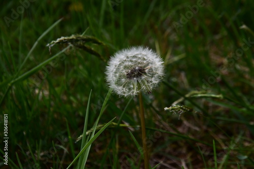 dandelion on background of green grass