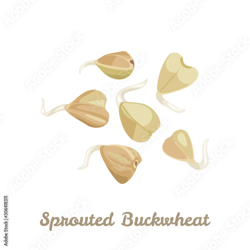 Sprouted buckwheat isolated on a white background. Vector illustration of sprouted grains of green buckwheat in cartoon simple flat style. Healthy organic food. Icon.