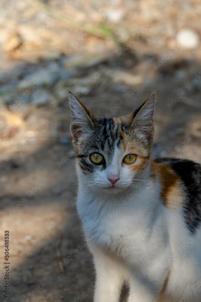 Three-colored kitten with green eyes close-up Three-colored kitten with green eyes close-up