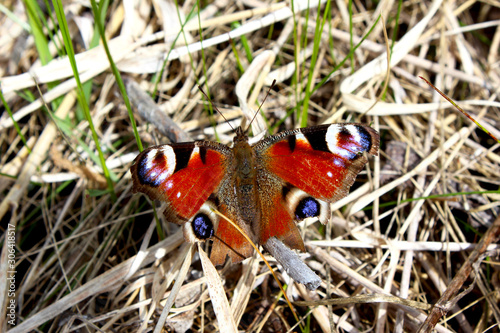 European butterfly Peacock, Inachis io, on dry grass in spring.