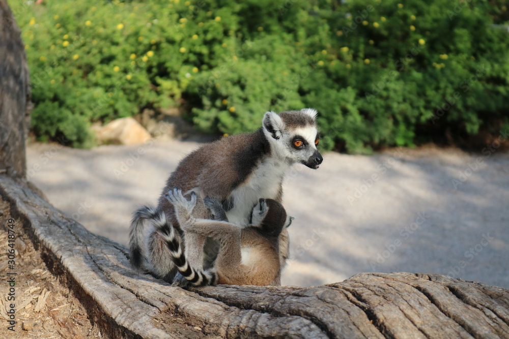 Obraz premium Lemur with a little lemur