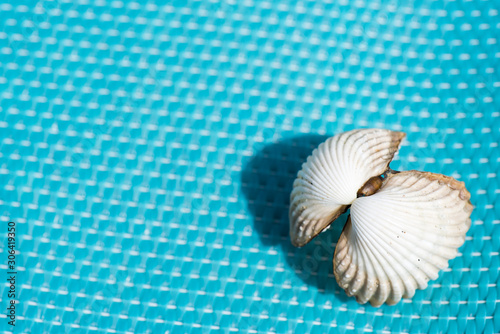 Abstract blue summer background with sea shell