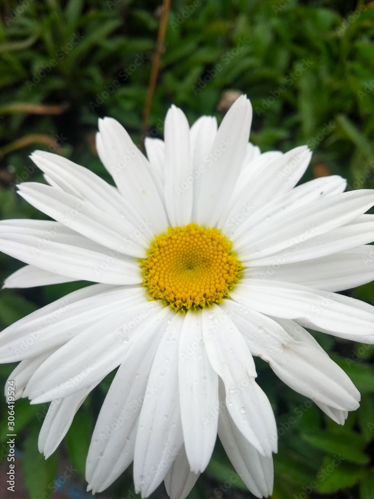 Fototapeta premium daisy in the grass
