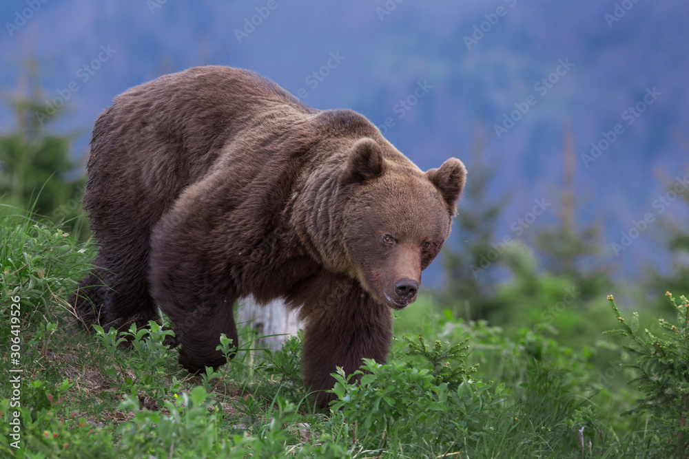 Wild Brown Bear (Ursus arctos) . Natural habitat