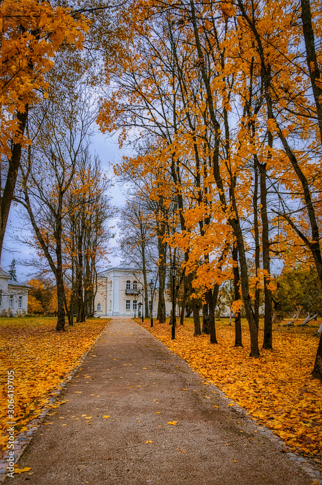 Fototapeta premium autumn in the park