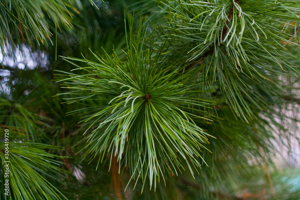 Fluffy branch of green pine Fluffy branch of green pine