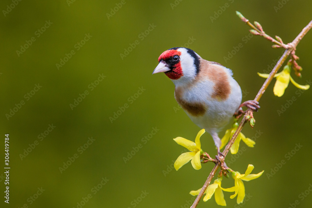 European Goldfinch (Carduelis carduelis) - obrazy, fototapety, plakaty 