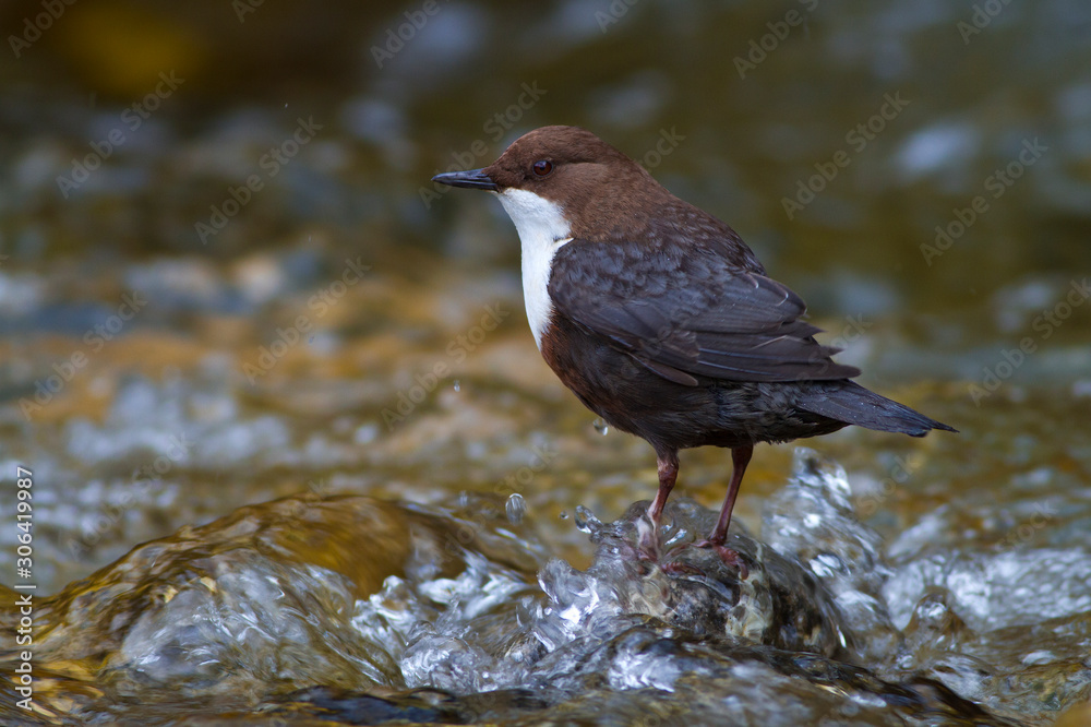 Eurasian White-fronted Dipper (C cinclus). Eurasian White-fronted Dipper (C cinclus).