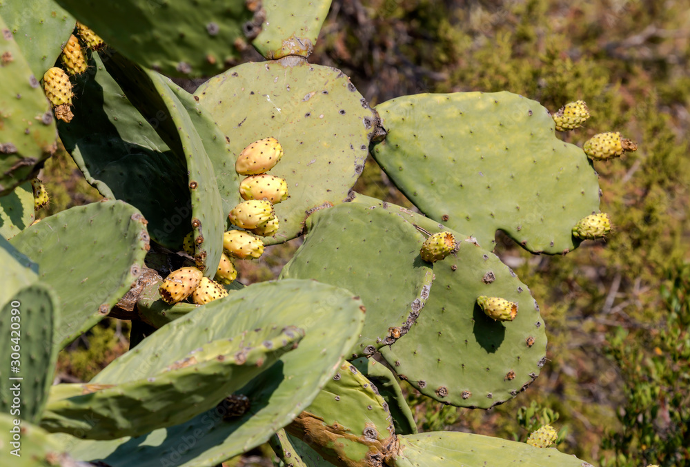 Fruits edible cactus - prickly pear (Opuntia) close-up Fruits edible cactus - prickly pear (Opuntia) close-up