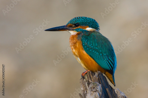Common kingfisher (Alcedo atthis)Landscape format,female,perched against a diffuse pale brown background,