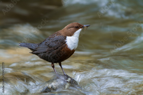 Eurasian White-fronted Dipper (C cinclus).