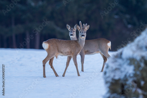 Roe deer Capreolus capreolus in winter. Roe deer with snowy background. Wild animal walking in snow..