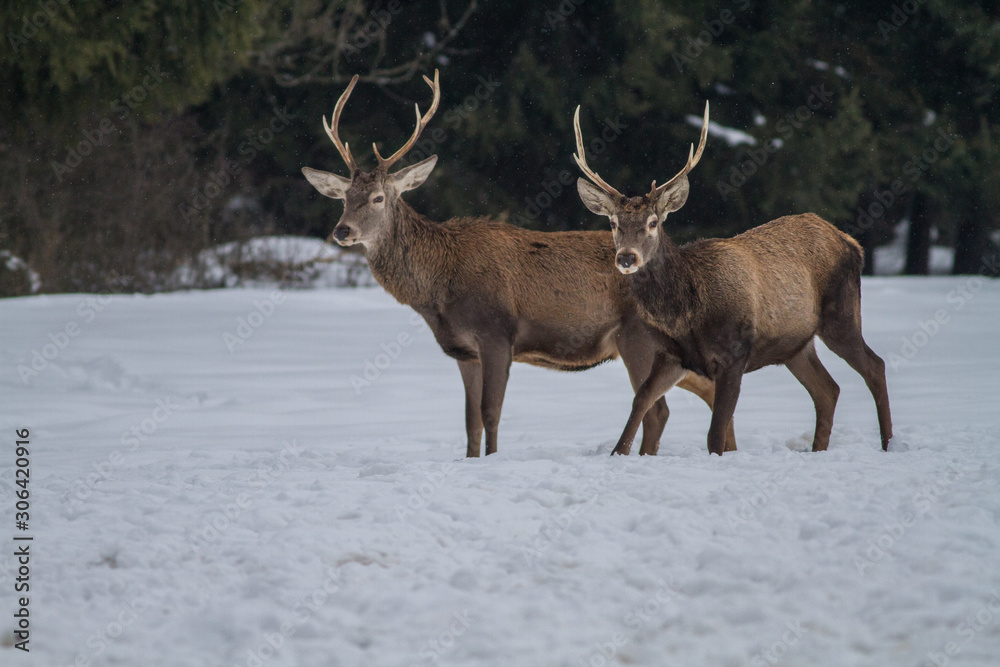 Red Deer Stag In Winter. Winter Wildlife Landscape With Herd Of Deer (Cervus Elaphus).