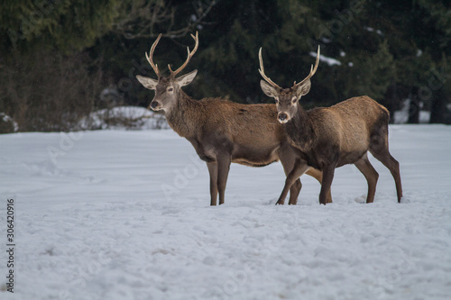 Red Deer Stag In Winter. Winter Wildlife Landscape With Herd Of Deer  Cervus Elaphus .