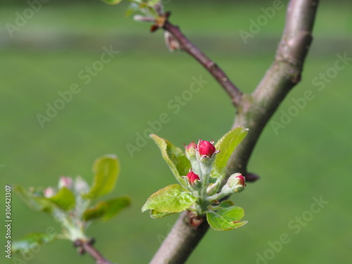 branch of apple tree