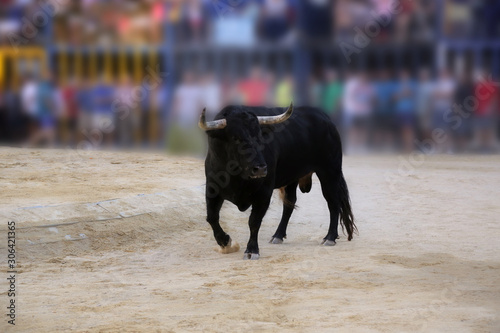 Bull in bullring. Black bull in the arena. Angry fighting bull in Spain during Encierro. Spectators looking at the bull. Traditions and culture of Spain. 