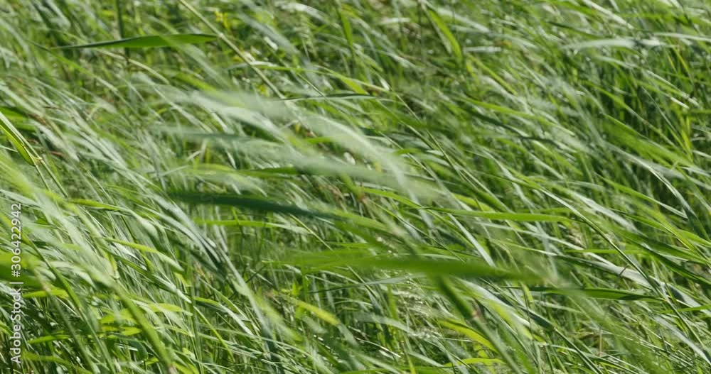 wind in thickets of grass, green background, camera in motion wind in thickets of grass, green background, camera in motion